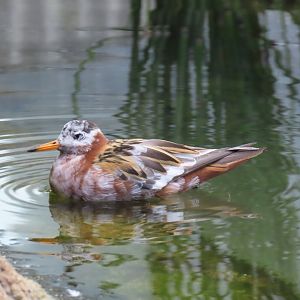 Red Phalarope (Phalaropus fulicarius)