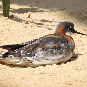 Red-necked Phalarope (Phalaropus lobatus)