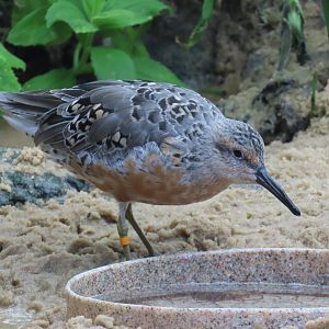 Red Knot (Calidris canutus)