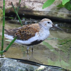 Dunlin (Calidris alpina)