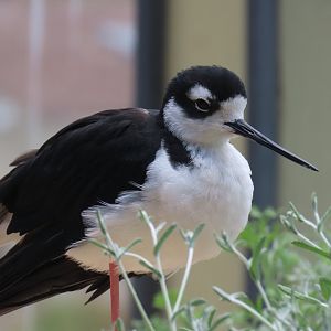 Black-necked Stilt (Himantopus mexicanus)