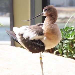 American Avocet (Recurvirostra americana)
