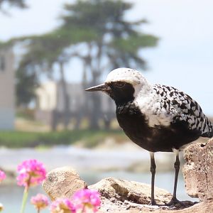 Black-bellied Plover (Pluvialis squatarola)