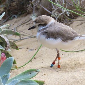 Snowy Plover (Anarhynchus nivosus)