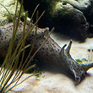 California Sea Hare (Aplysia californica)