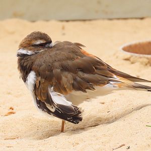 Killdeer (Charadrius vociferus)