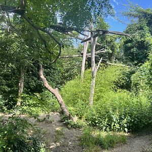 Amur Leopard Exhibit