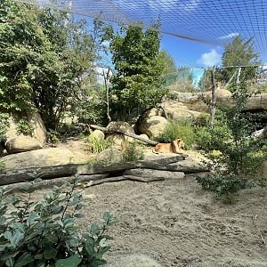 African Lion Exhibit