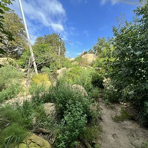 African Lion Exhibit