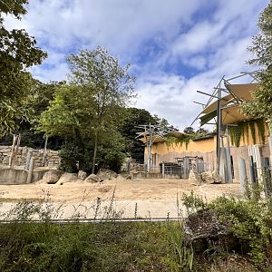 African Elephant Outdoor Exhibit