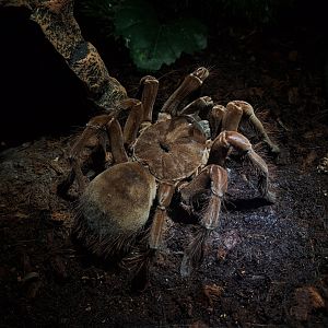 Theraphosa blondi