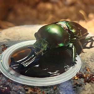 Rainbow Stag Beetle (Phalacrognathus muelleri)