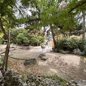 Burchell's Zebra Exhibit
