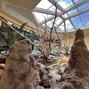 King Colobus & Meerkat Indoor Exhibit