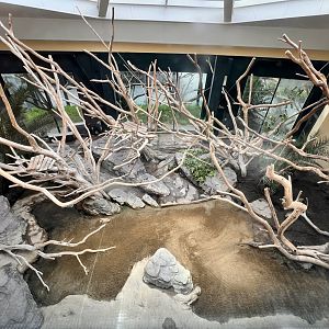 King Colobus & Meerkat Indoor Exhibit