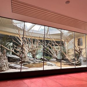 King Colobus & Meerkat Indoor Exhibit