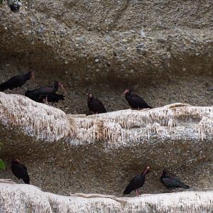 Waldrapp ibises 9.7.25