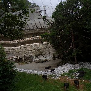 Mixed walkthrough aviary 9.7.25