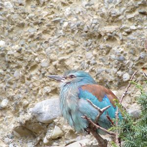 European roller 9.7.25