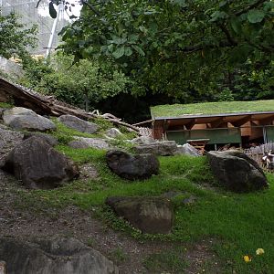 Domestic goat enclosure 9.7.25