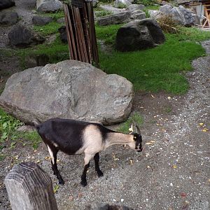 Domestic goat 9.7.25