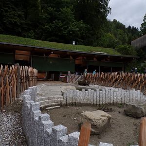 Domestic pig enclosure  9.7.25