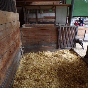 Domestic pig indoors 9.7.25