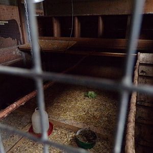 Chicken indoors 9.7.25