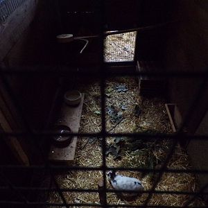 Domestic rabbit enclosure 9.7.25