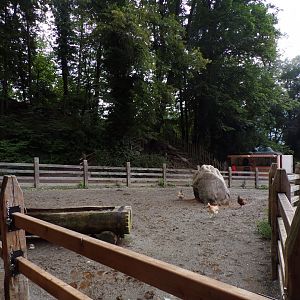 Cow enclosure 9.7.25