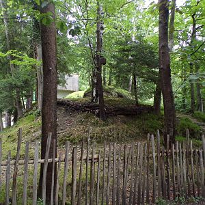 Roe deer enclosure 9.7.25