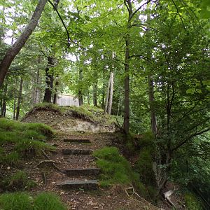 Roe deer enclosure 9.7.25