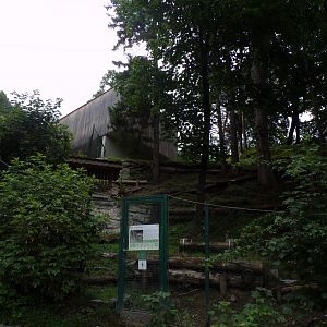 Roe deer enclosure 9.7.25