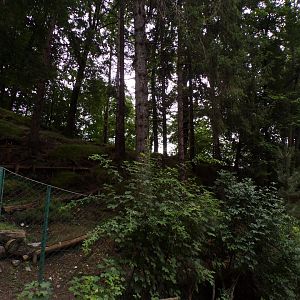 Roe deer enclosure 9.7.25