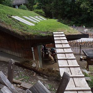Goat access to the top of the barn 9.7.25