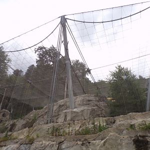 Egyptian and griffon vulture and Chough walkthrough aviary 9.7.25