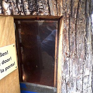 Wild honeybee nest area 9.7.25