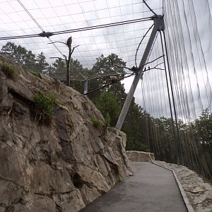 Egyptian and griffon vulture and Chough walkthrough aviary 9.7.25