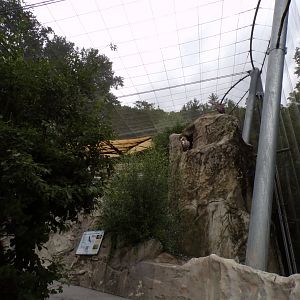 Egyptian and griffon vulture and Chough walkthrough aviary 9.7.25