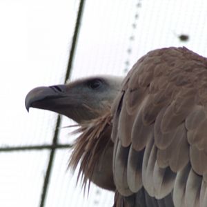 Griffon vulture 9.7.25