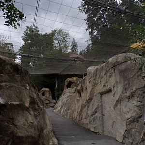 Egyptian and griffon vulture and Chough walkthrough aviary 9.7.25