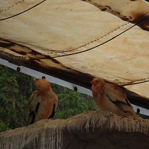 Egyptian vultures 9.7.25