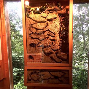 Etruskan shrew exhibit 9.7.25