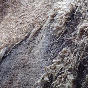 European wisent closeup 9.7.25