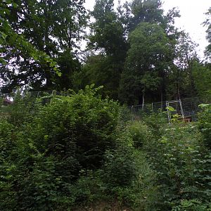 View of new wolf enclosure from the bottom (very steep) 9.7.25