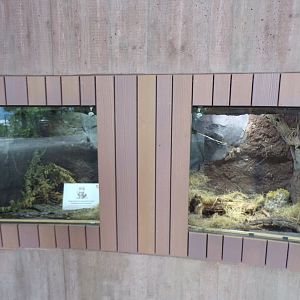 Former Bavarian pine vole exhibit 9.7.25