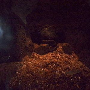 Eurasian badger indoors 9.7.25