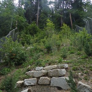 Red fox enclosure 9.7.25