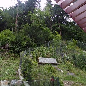 View of European badger and red fox enclosures 9.7.25