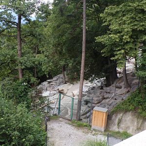 View of Alpine ibex 9.7.25